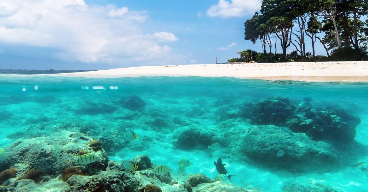 tree-lined beach viewed from sea with colorful fish swimming