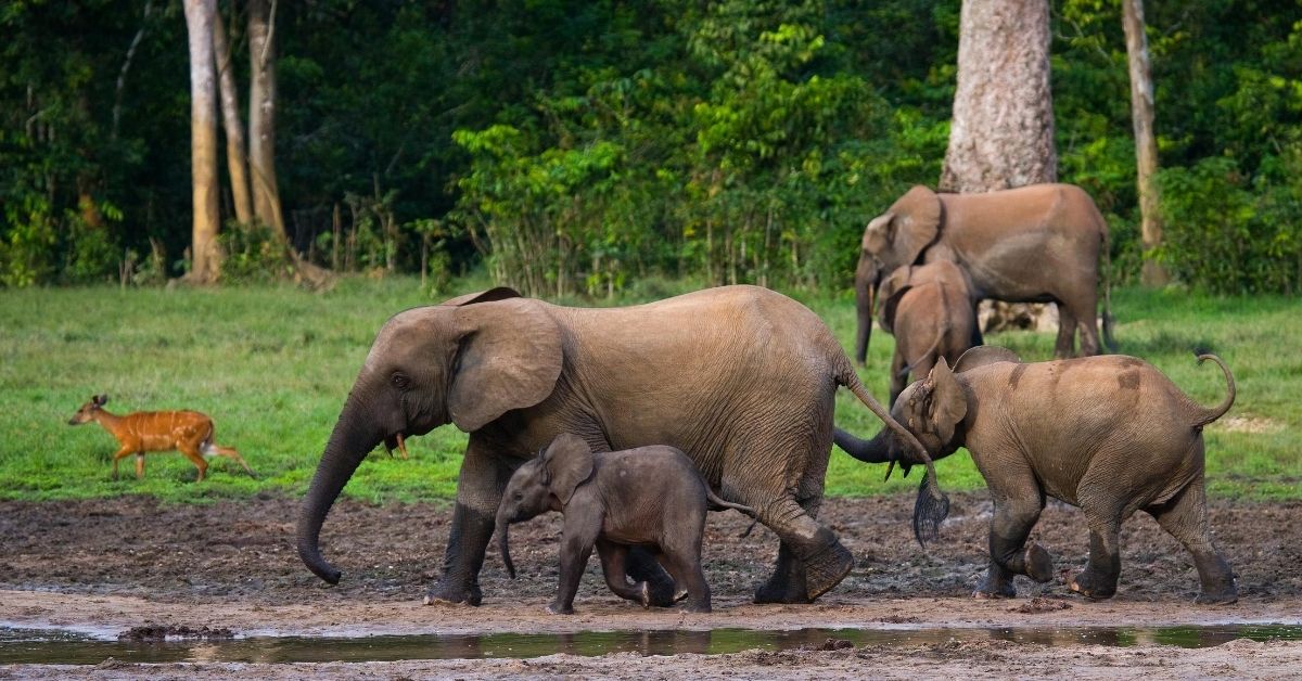 Five elephants and a sitatunga in the jungle of Dzanga Sangha Reserve