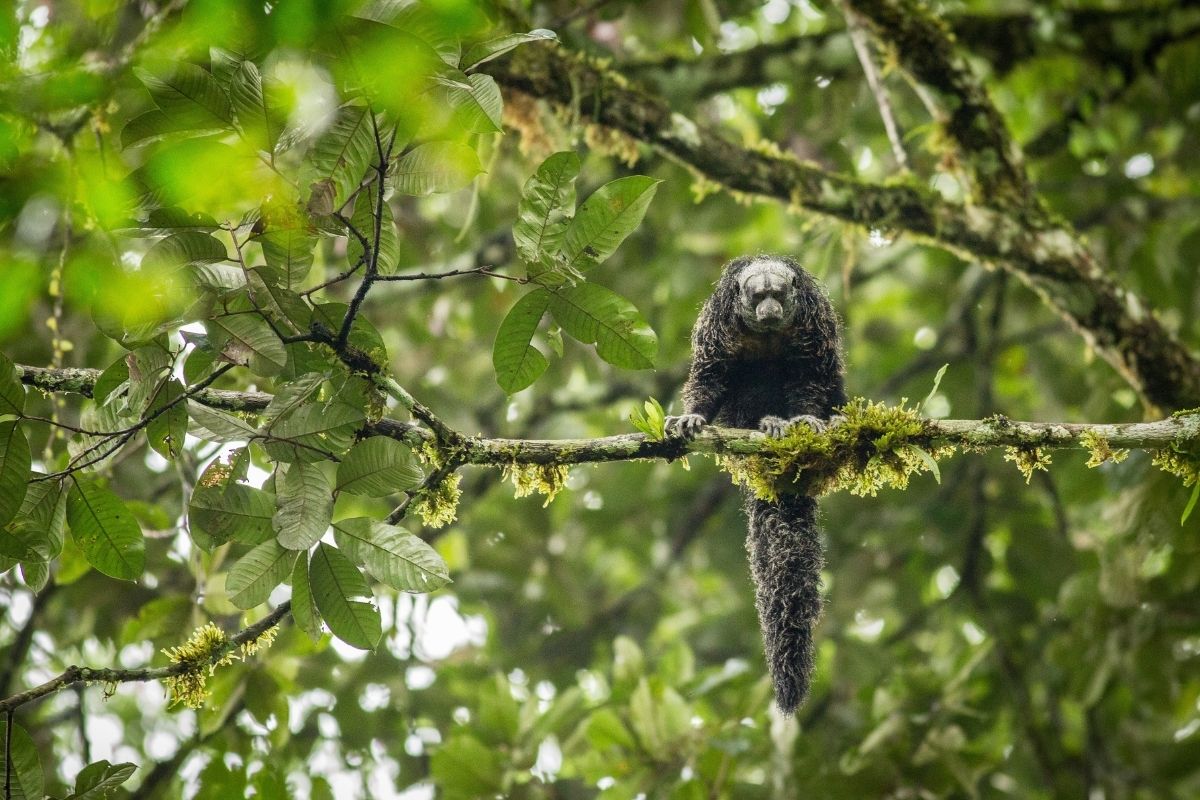 a Equatorial Saki Monkey on a branch in the jungle in the Allpahuayo-Mishana National Reserve, Peru