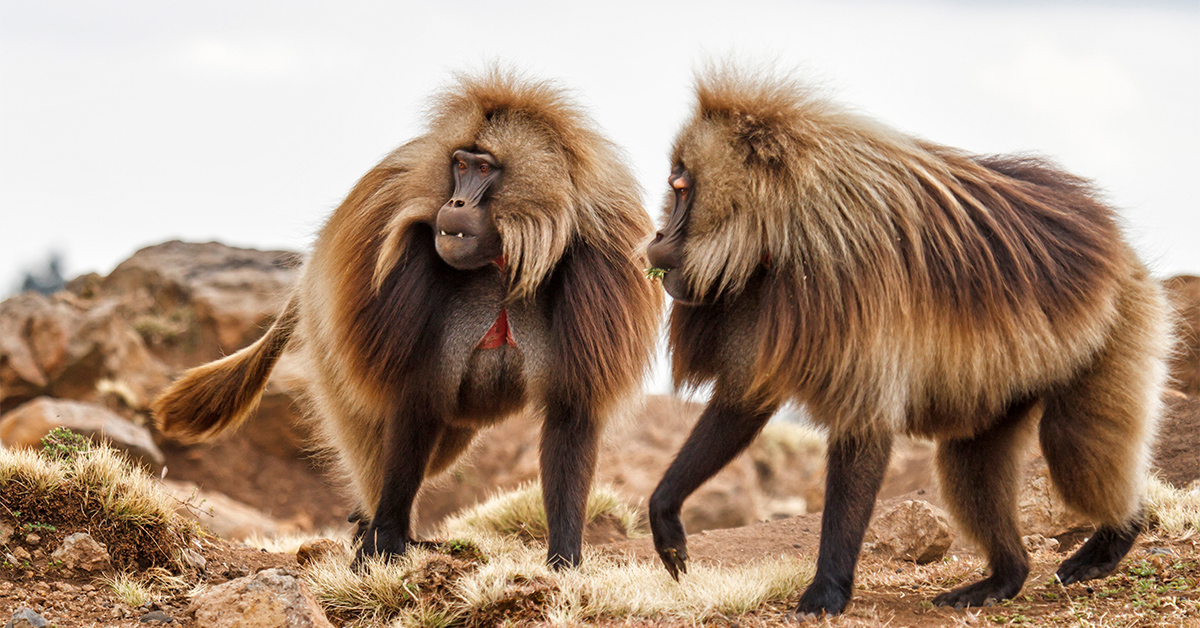 Gelada Baboons in Simien Mountains National Park in the Amhara region in the North of Simien Mountains National Park in Amhara region in the North of Ethiopia