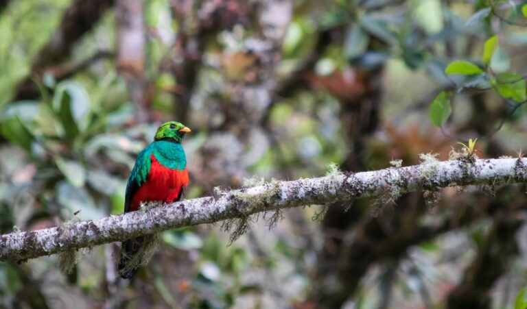 Golden-headed Quetzal sitting on a traa branch in the Amazon