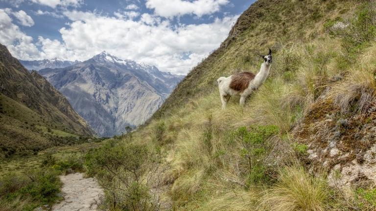 a llama grazing on the mountains on the Inca Trail