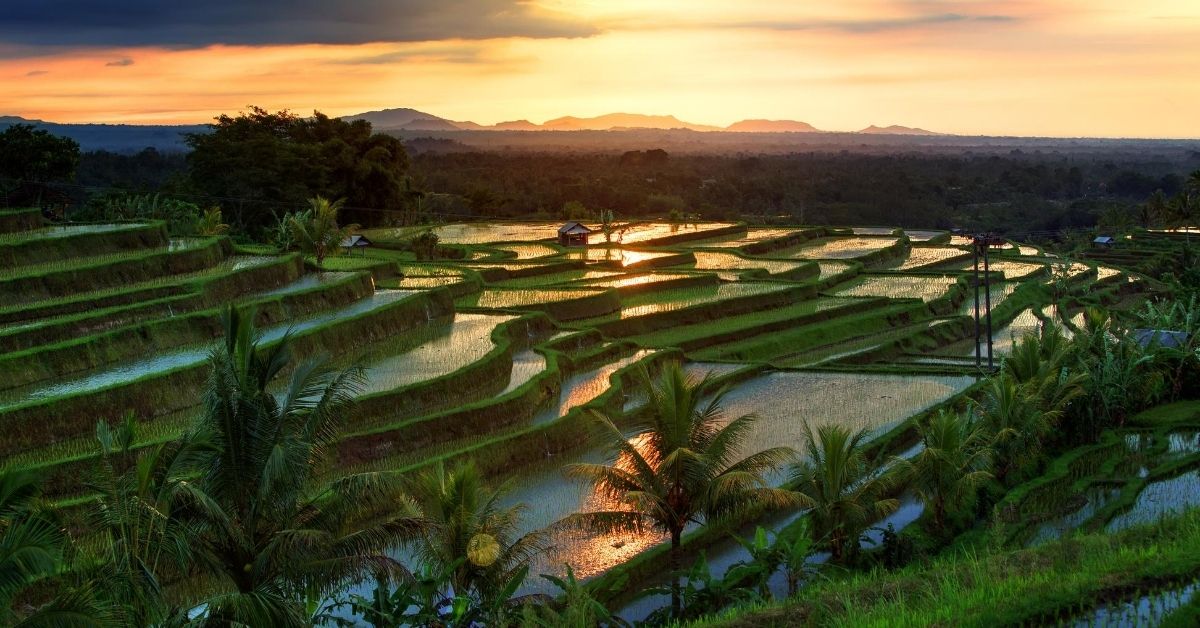 green rice terraces with water and light reflected at dawn with mountains in the distance in Bali