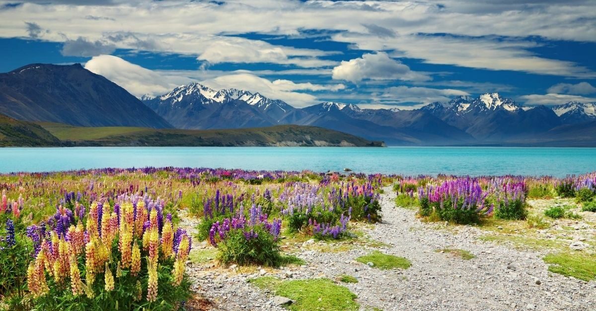 colorful wildflowers growing in front of aqua colored water lake at the base of snow capped mountains in New Zealand