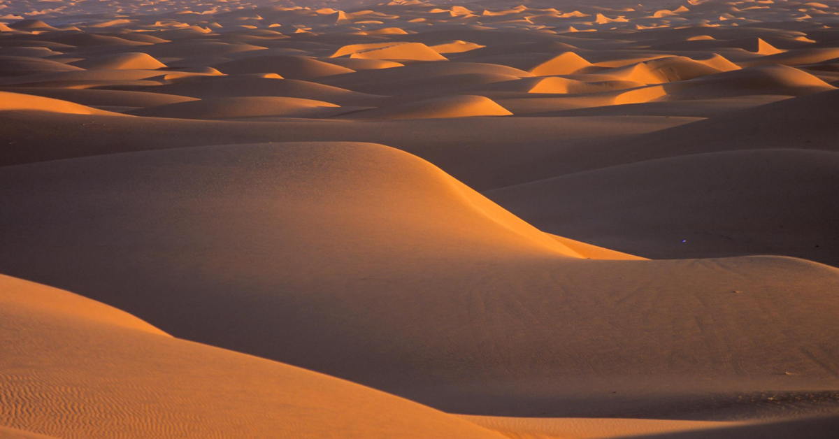 sweeping Saharan dunes with light highlighting the curves in Mauritania