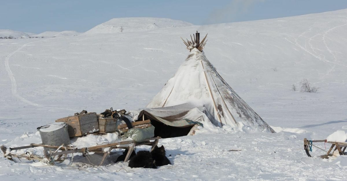 traditional Nenets reindeer herders choom which is like a teepee with sleds and puppies