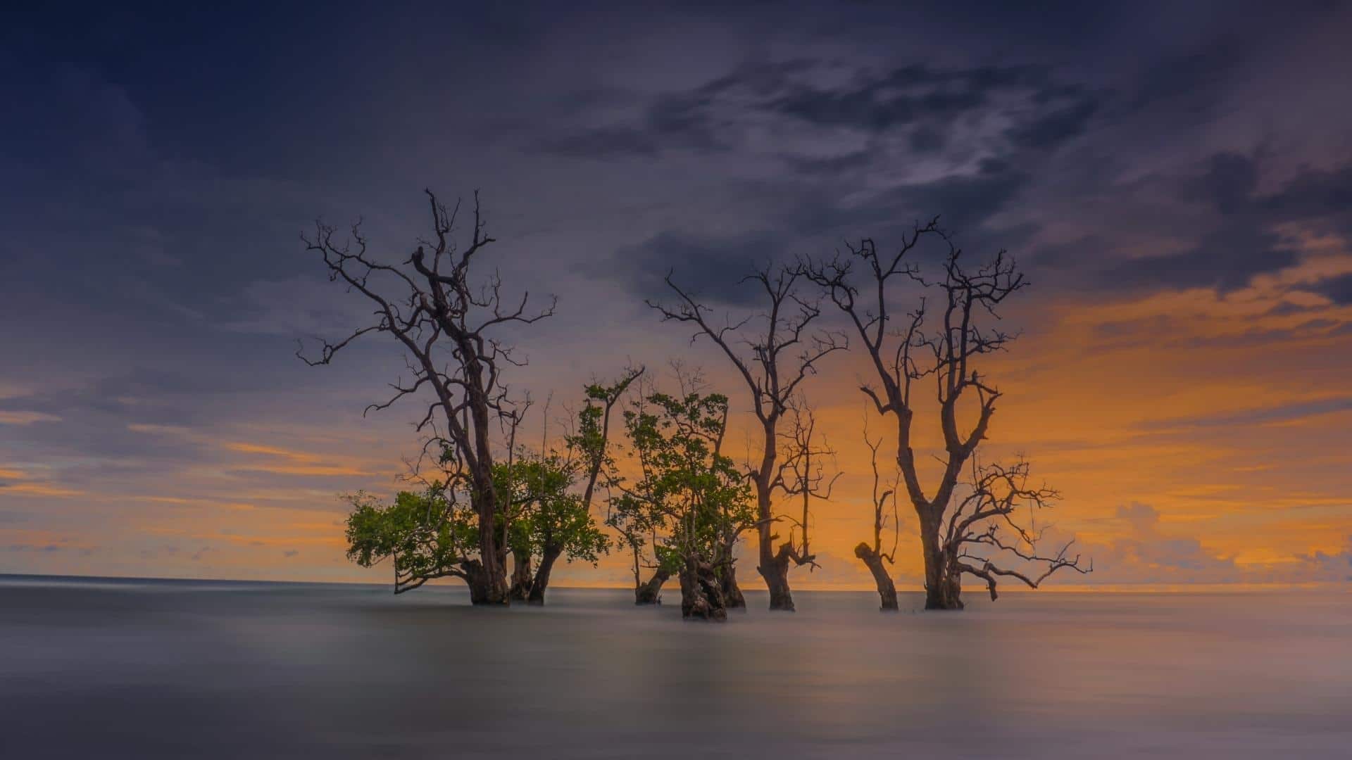 A group of tress submerged in water at Kastela Beach in Ternate, North Maluka