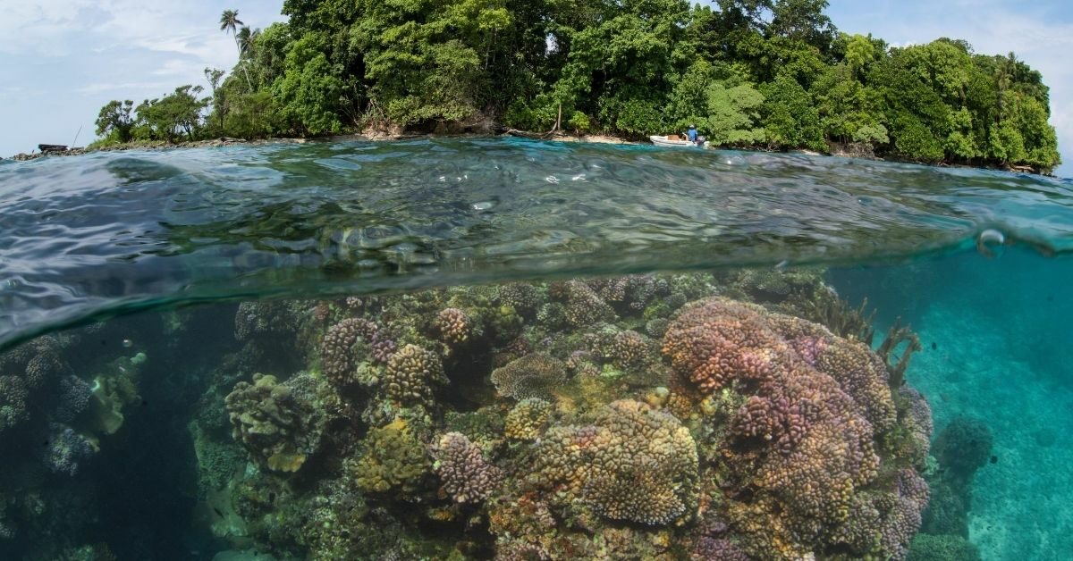 fish eye view of coral and trees on island viewed from water level with a man in a boat