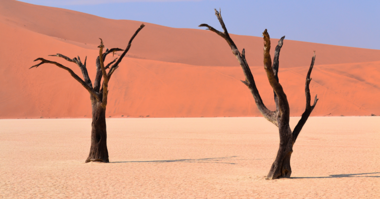 2 dead trees infront of red sand dune against a blue sky in Sossuvlei, Namibia