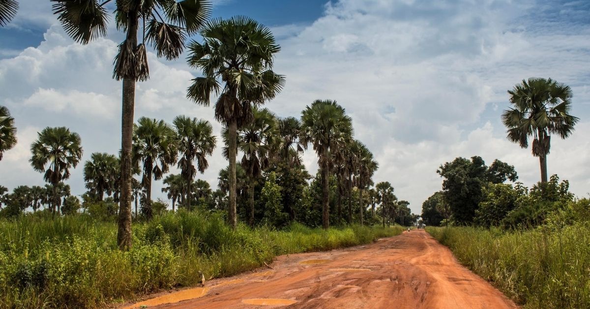 red dirt road with palm trees and foliage on either side in South Sudan