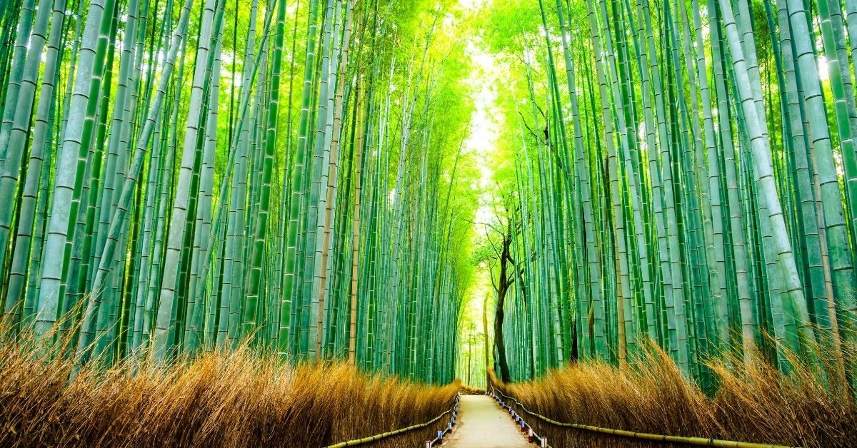 green bamboo forest, brown grass on either side of meandering path