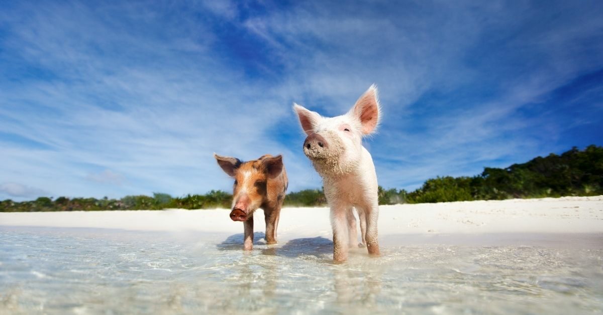 2 baby pigs on a beach in the Bahamas