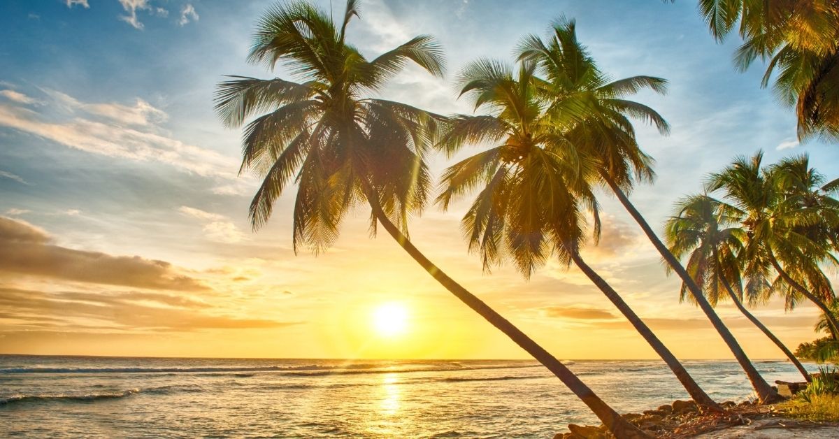palms trees along the beach at sunset