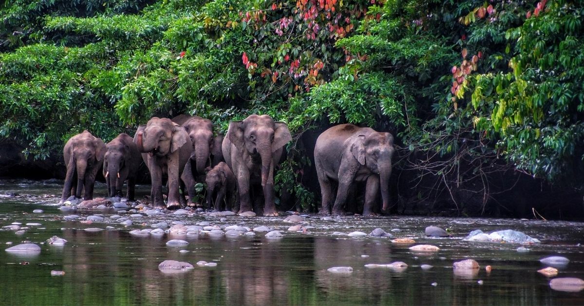 seven pygmy elephants including a baby walking in stream surrounded by jungle in Borneo