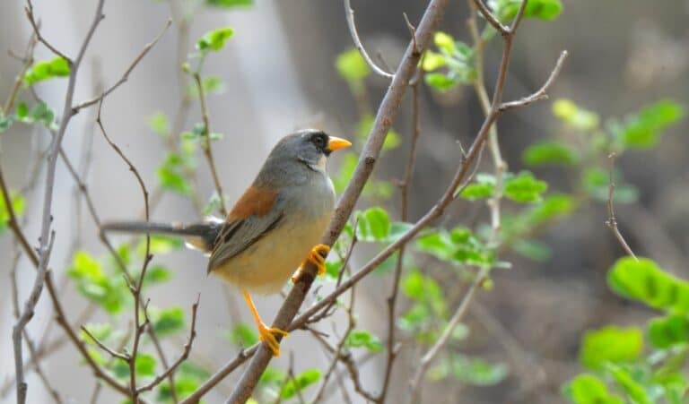 a Buff-bridled Inca Finch has orange feet and beak and is perched in a tree