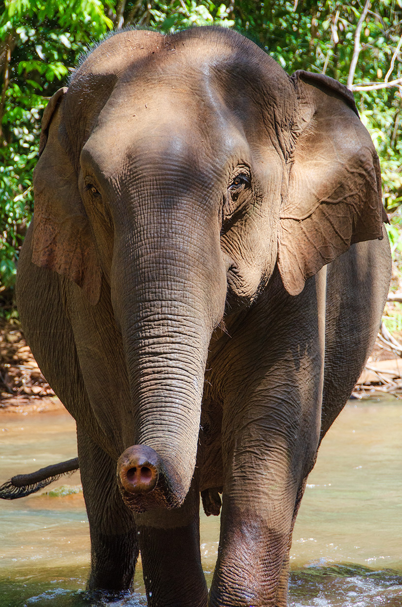 an asian elephant crossing a stream in the forest