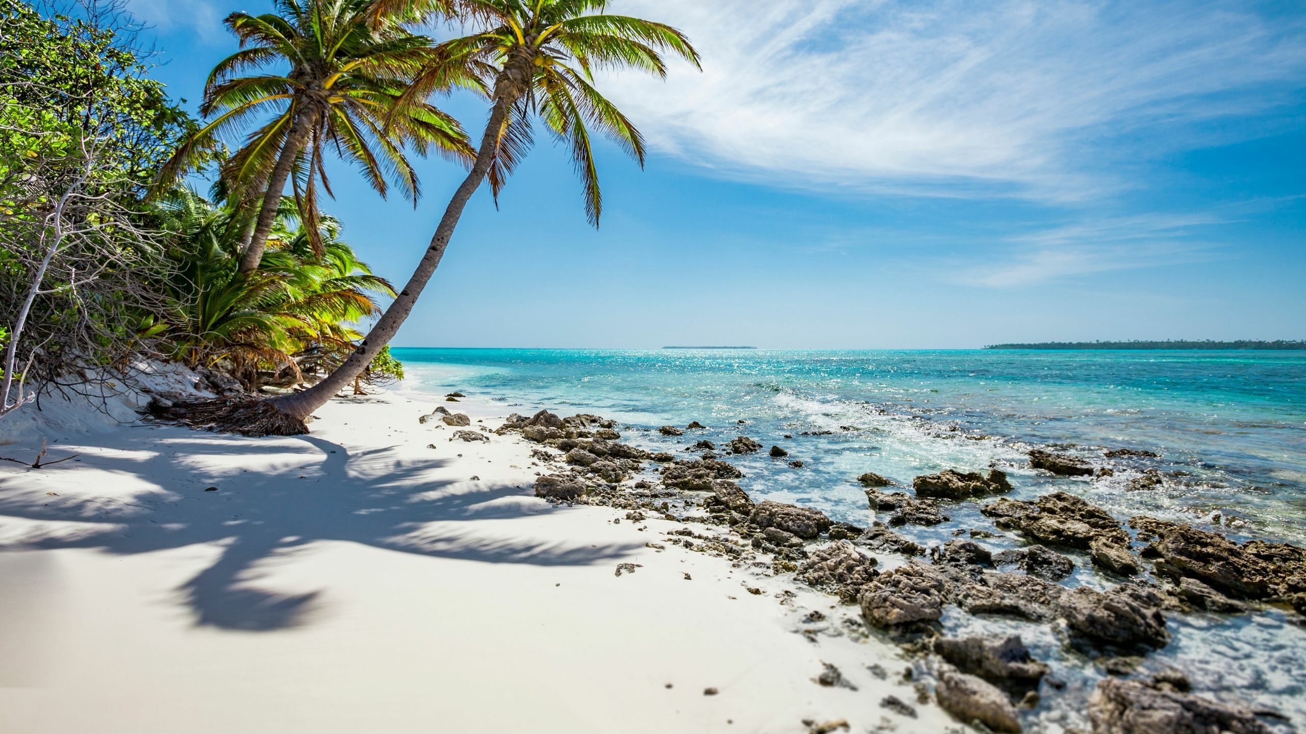 beach and palm trees in the south Indian Ocean
