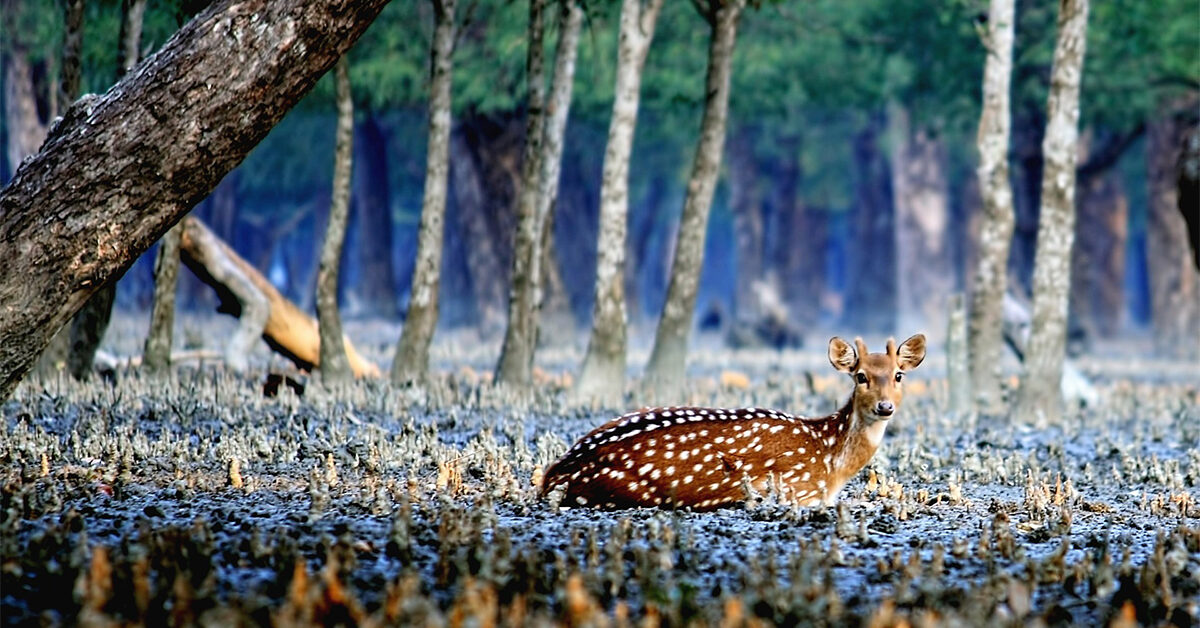 deer sitting amongst forest in the Sundarbans