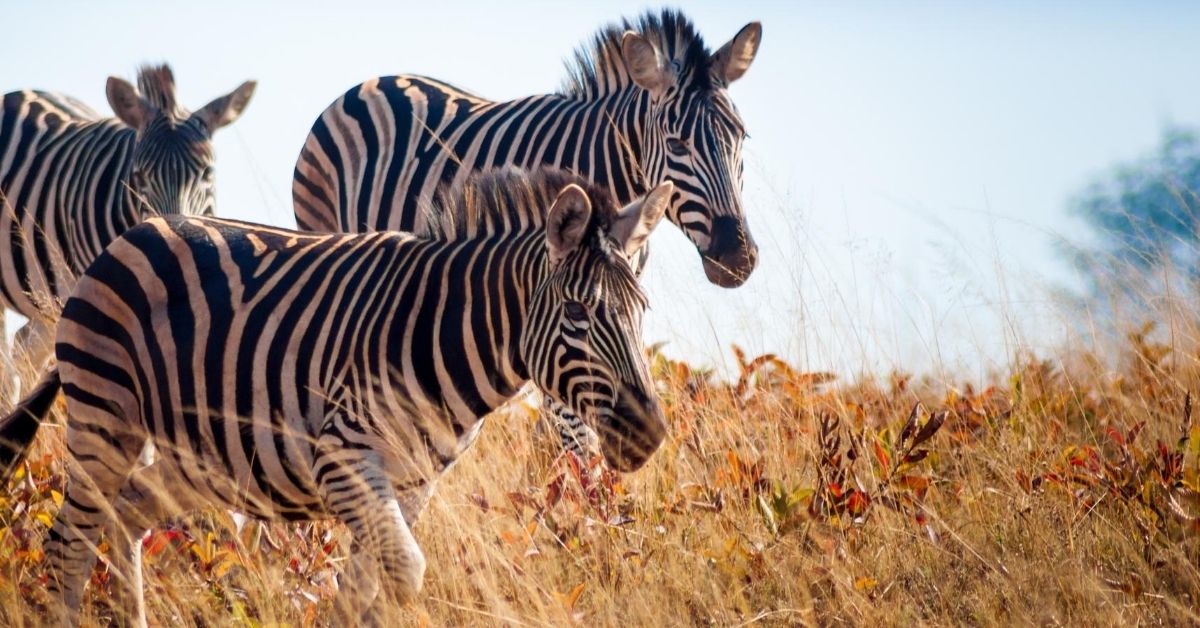 3 zebras walking through tall dry grass in Eswatini