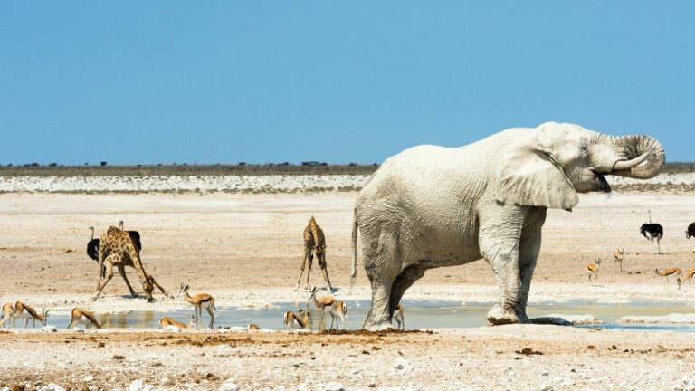 elephants, giraffes, ostriches, and antelope at a watering hole