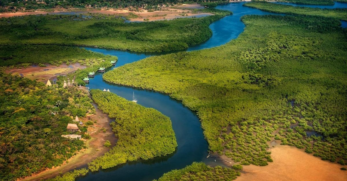 bird's eye view of Gambia River weaving through the lush in The Gambia jungle