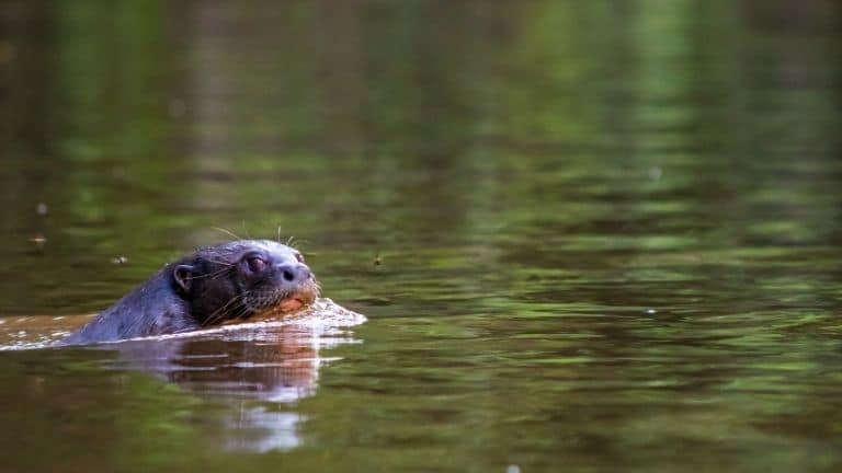 a Giant River Otter in the Samiria River of the the Peruvian Amazon