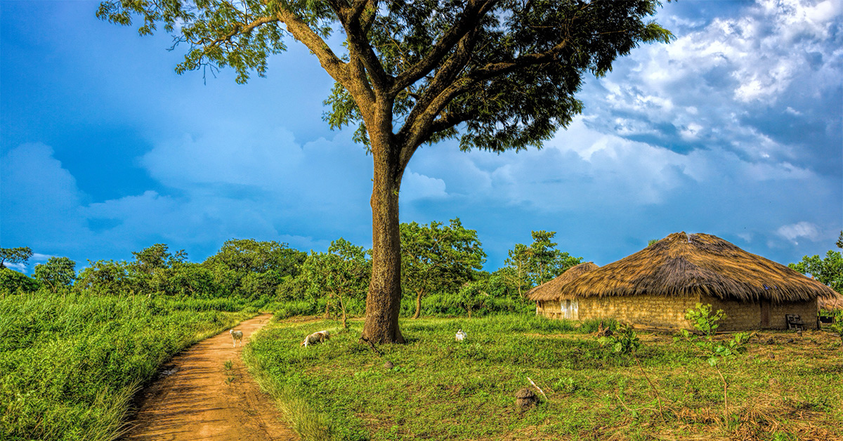 traditional house and goats grazing in rural area of Guinea with traditional home and dirt road