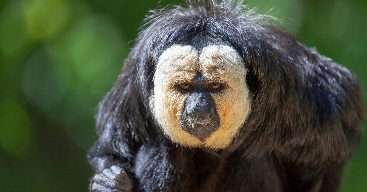 portrait of a long-haired black monkey with a white face