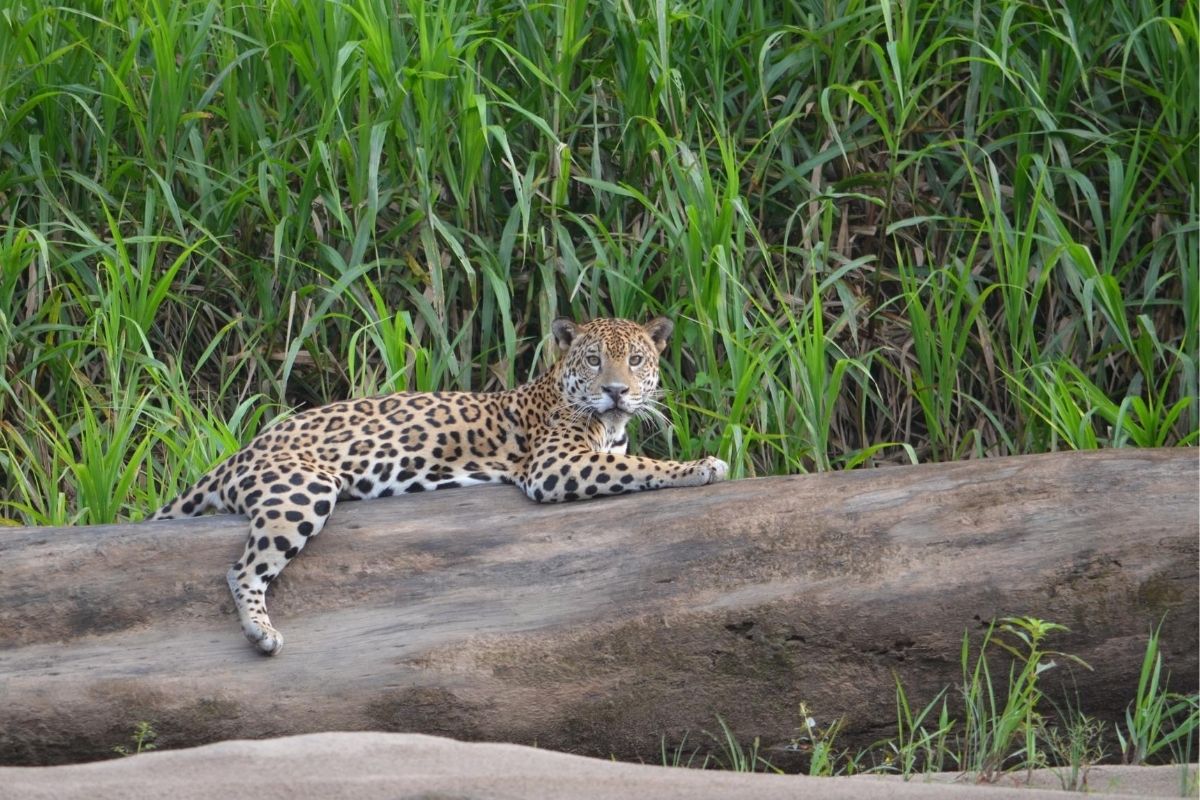 a jaguar relaxes on a fallen tree in the Amazon rainforest