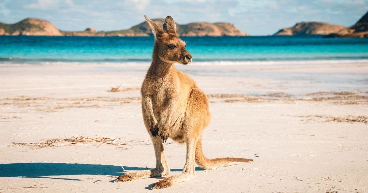 kangaroo on a beach in Australia