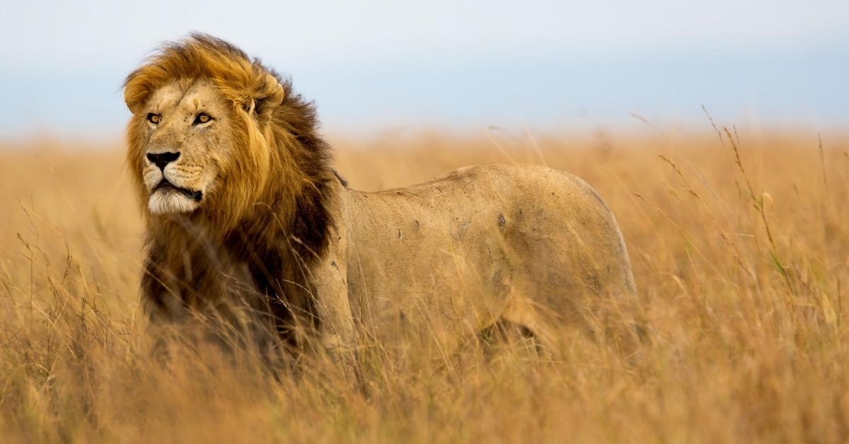 In Africa a lion gazes off and is surrounded by tall grass of the savanna