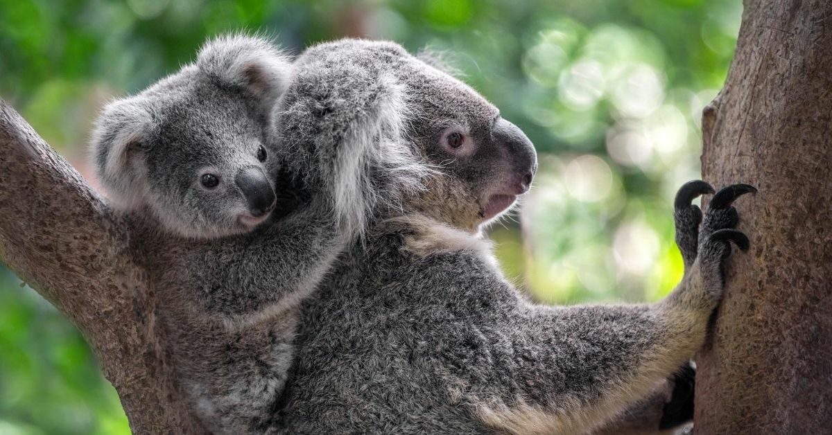 Koala Bears