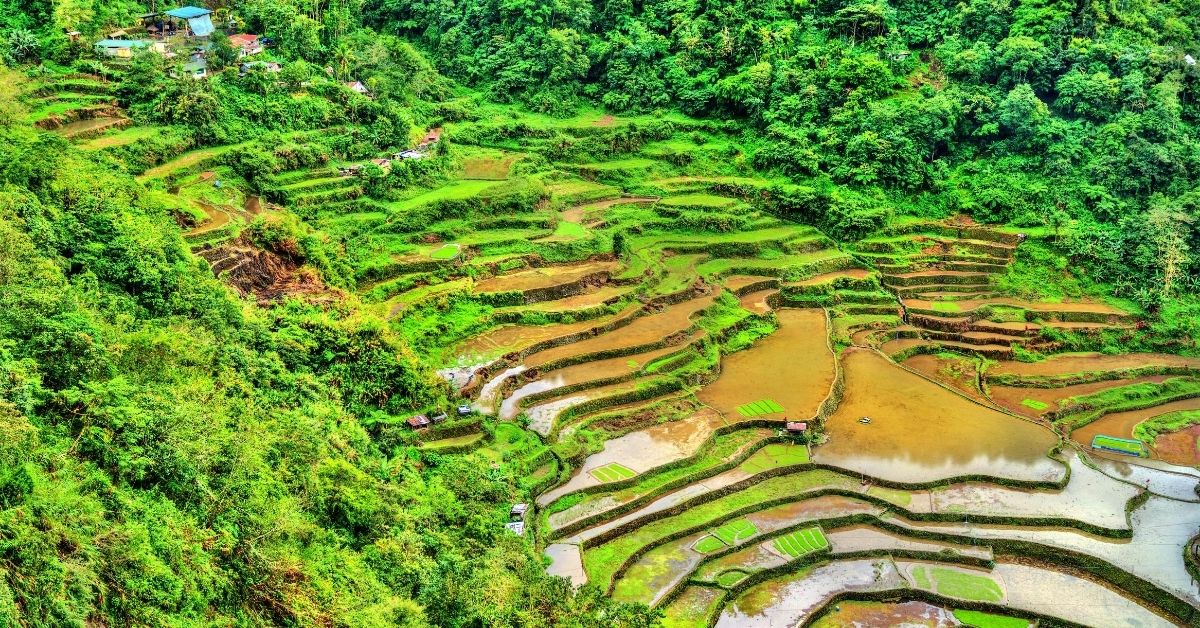 green rice terraces on a mountain in Luzon with water in brown tones