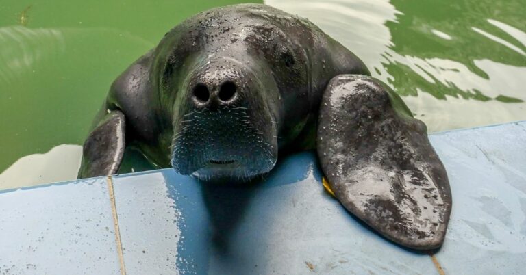 a Peruvian manatee at a rescue center