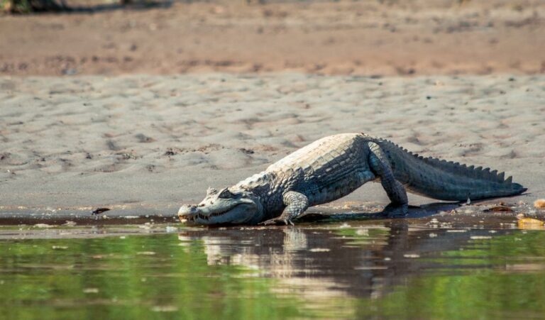 A White Caiman along a river in Manu National Park