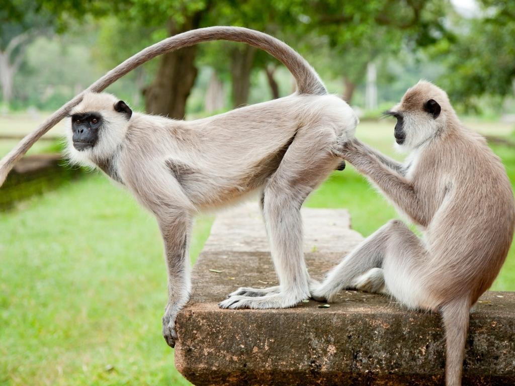 A monkey closely inspects another monkey's rear end