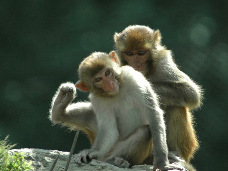 two rhesus macaque monkeys grooming