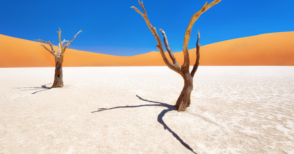2 dead trees on white desert with sand dunes and blue sky at Naukluft National Park, Namibia