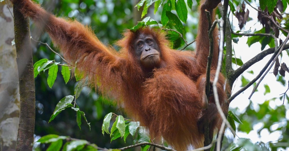 orangutan in a tree in the jungle