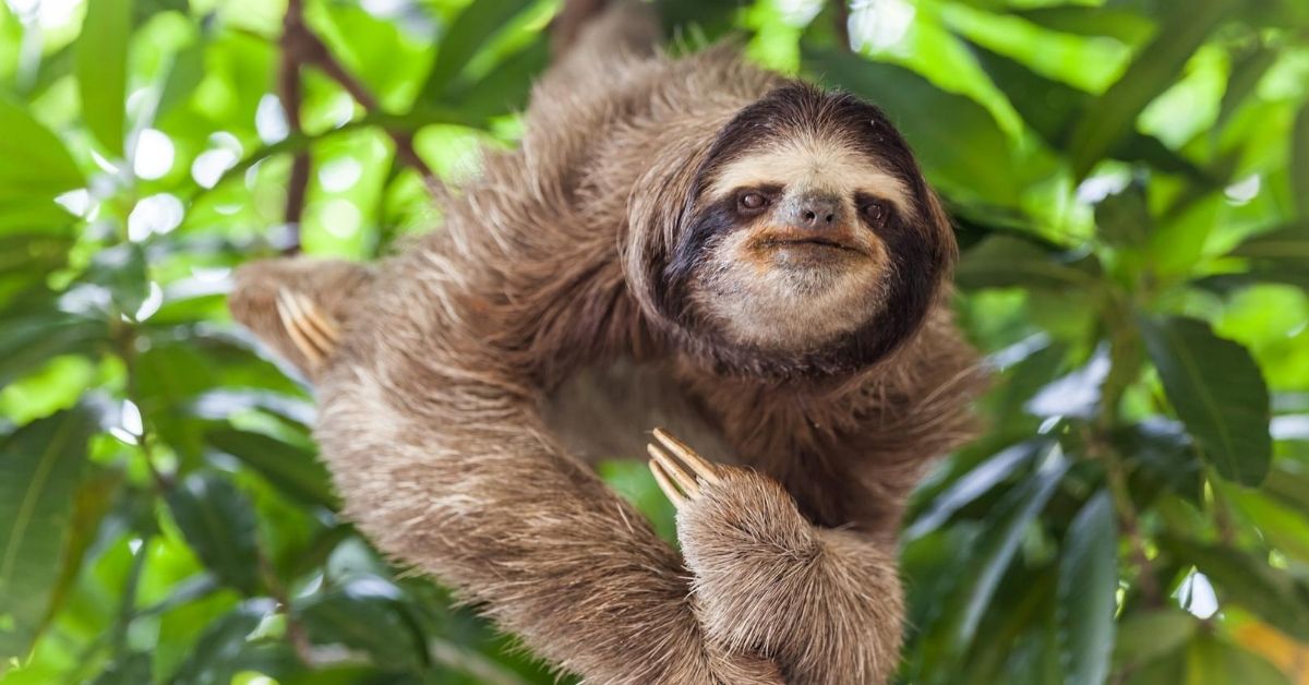 cute sloth in a tree in Panama jungle