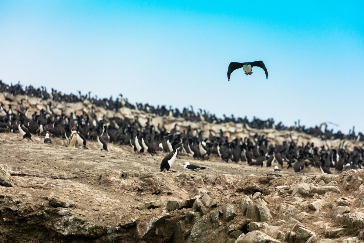 hundreds of penguins on a rocky landscape against blue sky