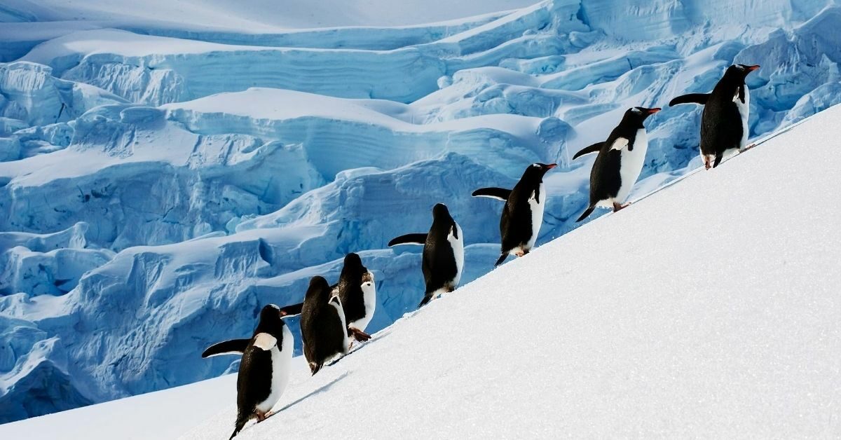 Penguins marching in Antarctica