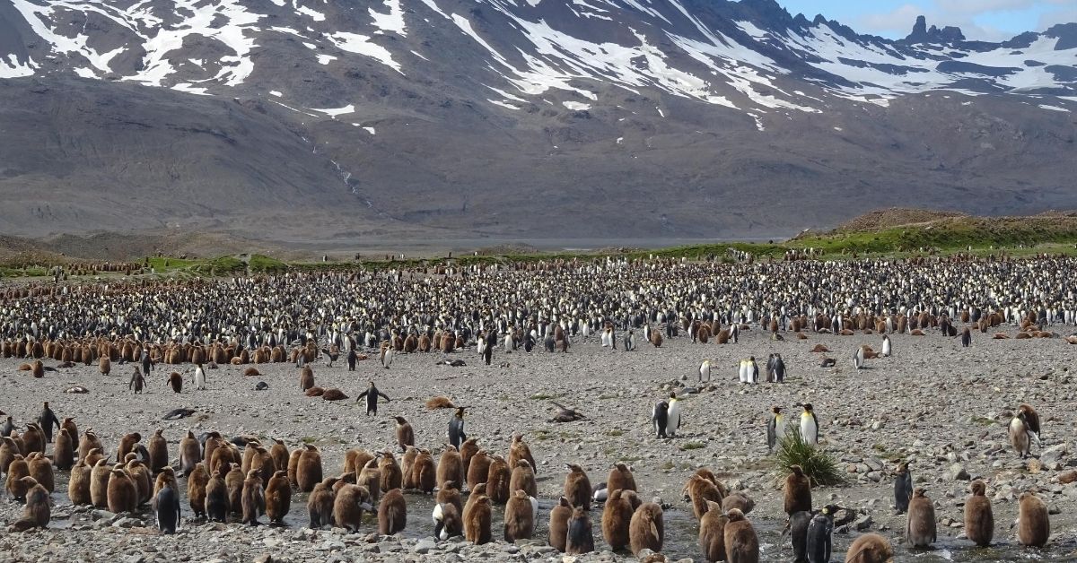 thousands of penguins on rocky coast with mountain