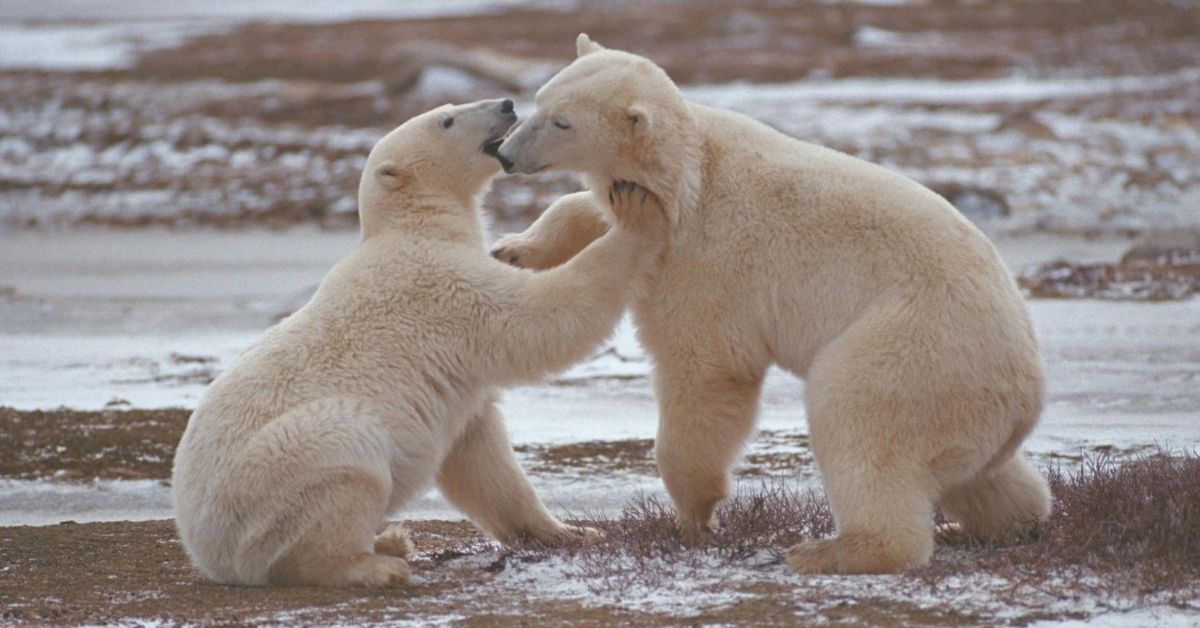 two polar bears playing
