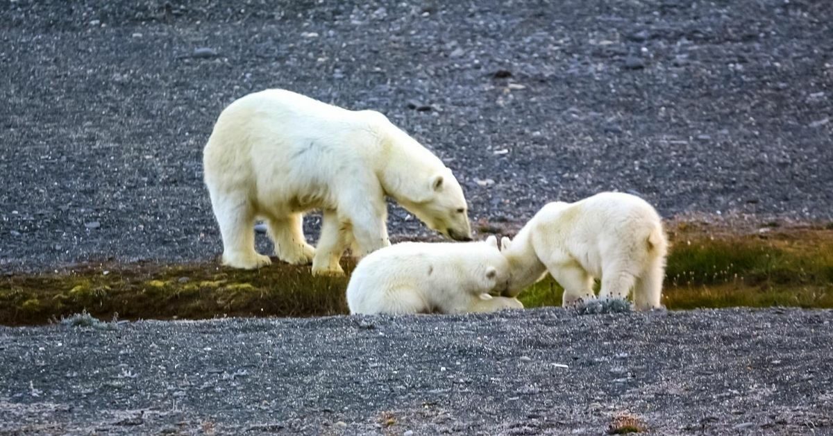 polar bear with two cubs against dark grey, rocky landscape