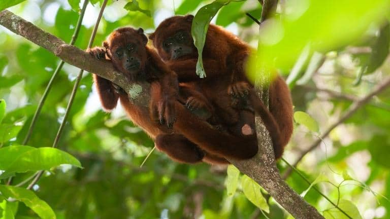 two red howler monkeys hugging a tree branch