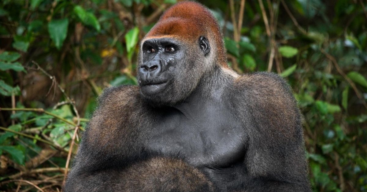large Lowland Gorilla in the jungle