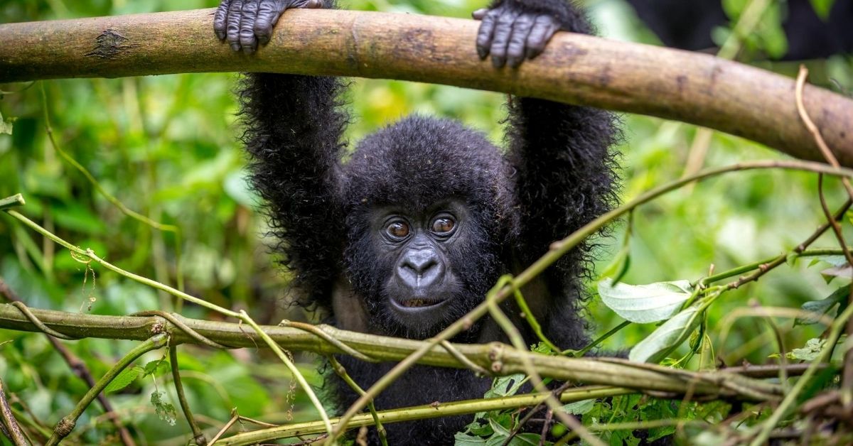 baby gorilla holding onto a branch in the jungle at Virunga National Park