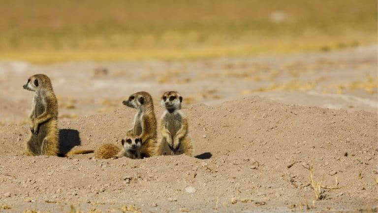 On the Okavango Delta & Deserts tour you will see things like these four meerkats keeping watch in the salt pans