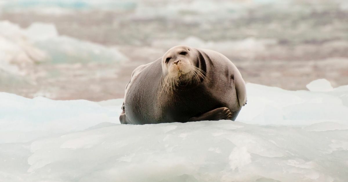 fat seal laying on the ice in the Arctic